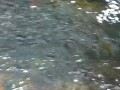 OUTDOOR BY SMALL RIVER CAM CAUGHT MILF MASTRUBATE ;) PANTY STUFFING