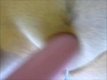 Contest Winner Pick - Hairy Pussy Close UP Lip Masturbation