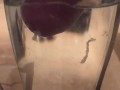 spunkdude72 cumming slowly in a glass of water