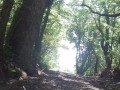 Real sex in the forest with Sasha Bikeyeva