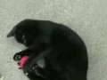 Using a toy to play with my kitty