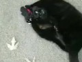 Using a toy to play with my kitty