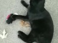 Using a toy to play with my kitty
