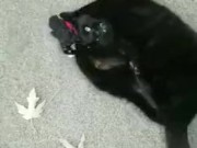 Using a toy to play with my kitty
