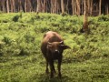 Interrupted by a Buffalo? Intense Deepthroat with Cum in Mouth - LeoLulu