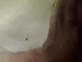 Polla argentina