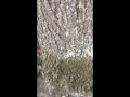 vlog #69 pissing porn