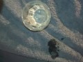 Fat Hairy Guy cums in glass and drink cum