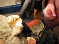 B.B.B.preview VICCA "Nooner Facial" (cumshot only) AVI no slomo high def