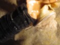 B.B.B.preview VICCA "Nooner Facial" (cumshot only) AVI no slomo high def