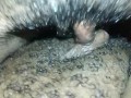 EBONY LESBIANS TRIBBING