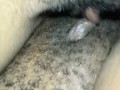 EBONY LESBIANS TRIBBING