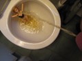 BBB preview: Ava Vincent "PCPPPPP(PeeCumPeePeePeePeePee"(preview only)