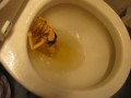 BBB preview: Ava Vincent "PCPPPPP(PeeCumPeePeePeePeePee"(preview only)