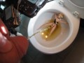 BBB preview: Ava Vincent "PCPPPPP(PeeCumPeePeePeePeePee"(preview only)