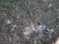 Outdoor pee desperation female POV, piss puddle