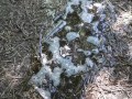 Outdoor pee desperation female POV, piss puddle
