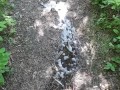 Outdoor pee desperation female POV, piss puddle