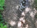 Outdoor pee desperation female POV, piss puddle