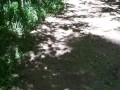 Outdoor pee desperation female POV, piss puddle
