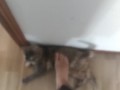 step on my own cat (she enjoy!)