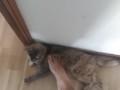 step on my own cat (she enjoy!)