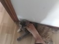 step on my own cat (she enjoy!)