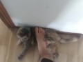 step on my own cat (she enjoy!)