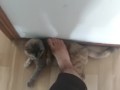 step on my own cat (she enjoy!)