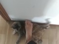 step on my own cat (she enjoy!)