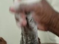 Soapy Dick Cummin'