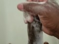 Soapy Dick Cummin'