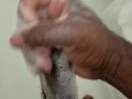 Soapy Dick Cummin'