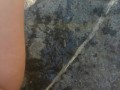 Long Pee Outside On Rock