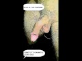 Graphic  Novel - Moglie Arrapata vuole il cazzo
