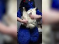Stripping out of Lucario