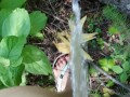 Girl In Swim Suit Pees On Fallen Tree By River