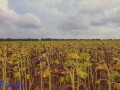 Cum in my panties in a sunflower field