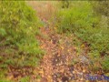 Cum in my panties in a scary forest