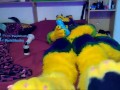 Pawing off