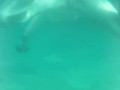 Bellissima sirenetta sott'acqua - NoemiAna