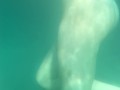 Bellissima sirenetta sott'acqua - NoemiAna