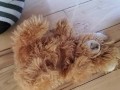 Another Stuffed Toy Pee