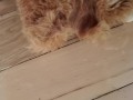 Another Stuffed Toy Pee