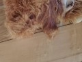 Another Stuffed Toy Pee