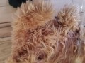 Another Stuffed Toy Pee