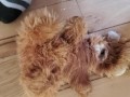 Another Stuffed Toy Pee