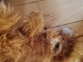 Another Stuffed Toy Pee
