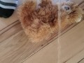 Another Stuffed Toy Pee
