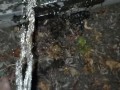 Girls Late Night Piss On Fence By Public Walkway